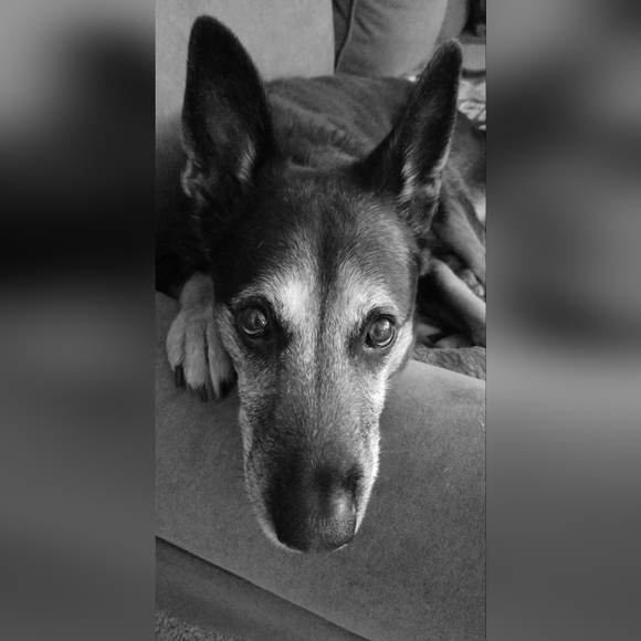 Meet your posher - Picture 1 of 1